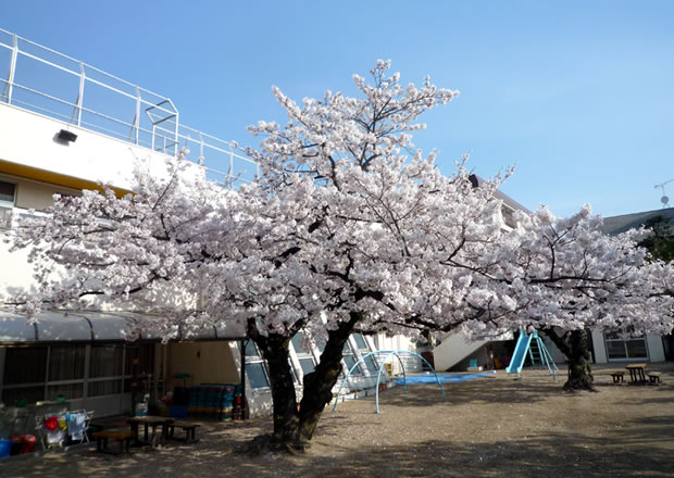 桜の木