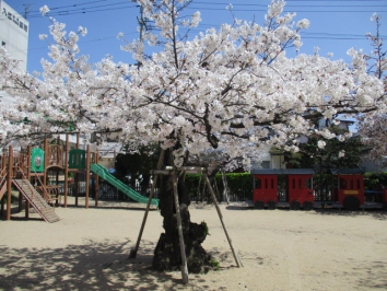 今日から4月。園庭の桜も満開です。